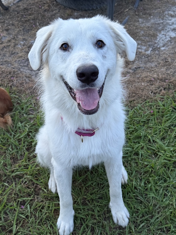 Ellie photo 4