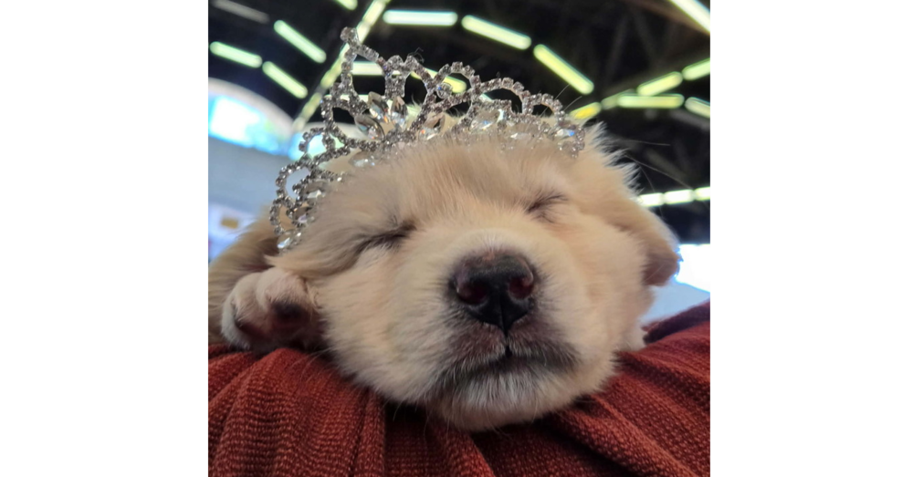 Addison Pups: Sarabi