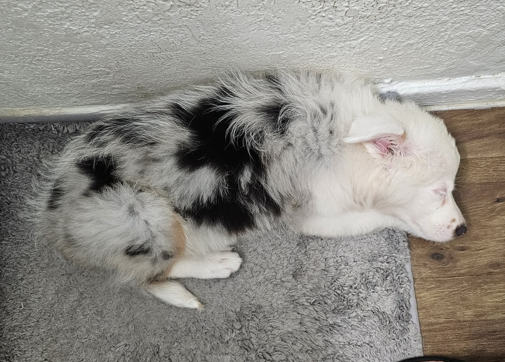 Luna photo 4