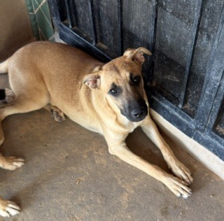 Photo of Chicky