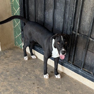 Photo of Patch