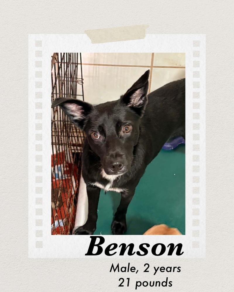Photo of Benson