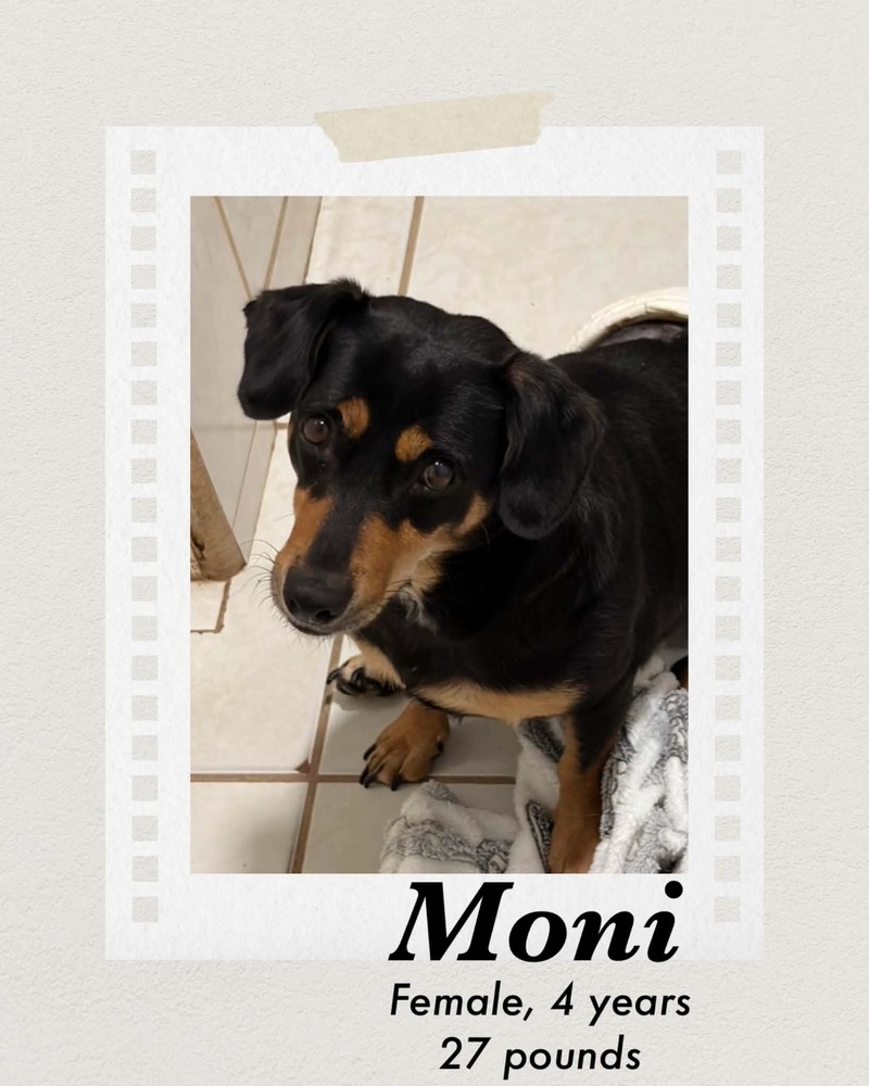 Photo of Moni