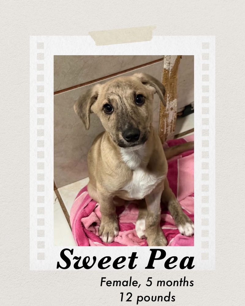 Photo of Sweet Pea