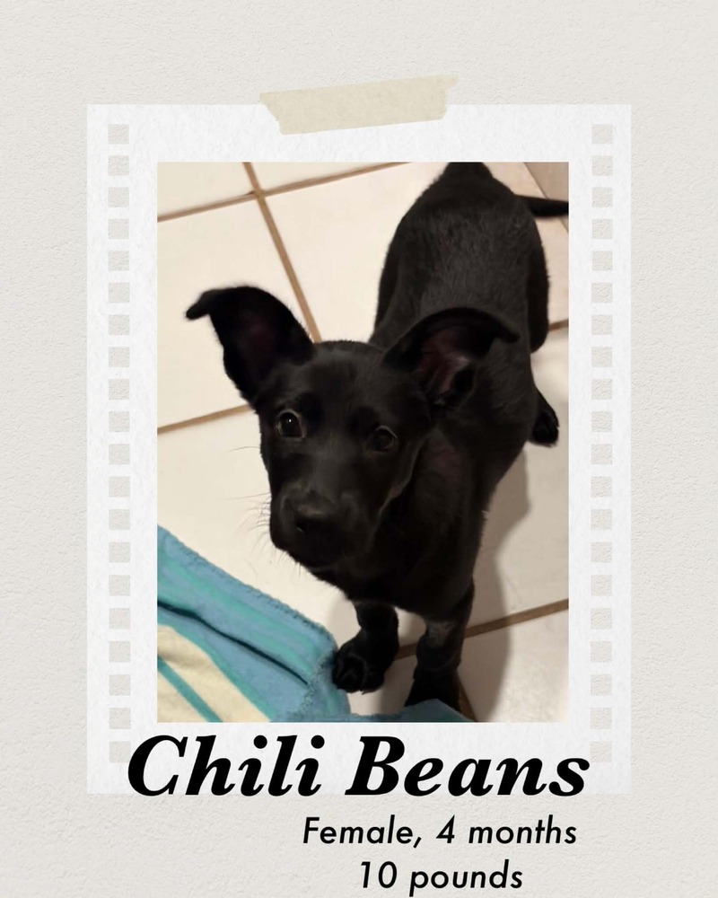 Photo of Chilli Bean