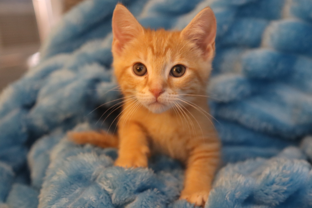 Sokka - Pending Adoption