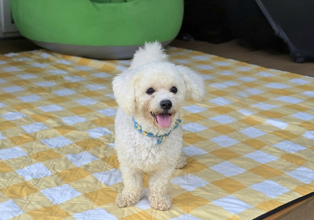 https://s3.us-east-1.amazonaws.com/petstablished-app-beta/uploads/image/image/6028673/KakaoTalk_20260703_204442205_11.jpg