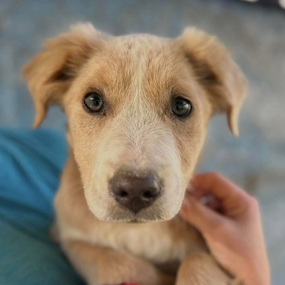 Sahara