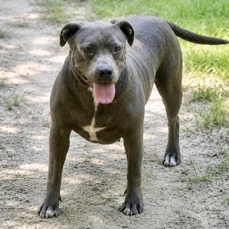 Lila Grace, American Staffordshire Terrier/Mixed Breed