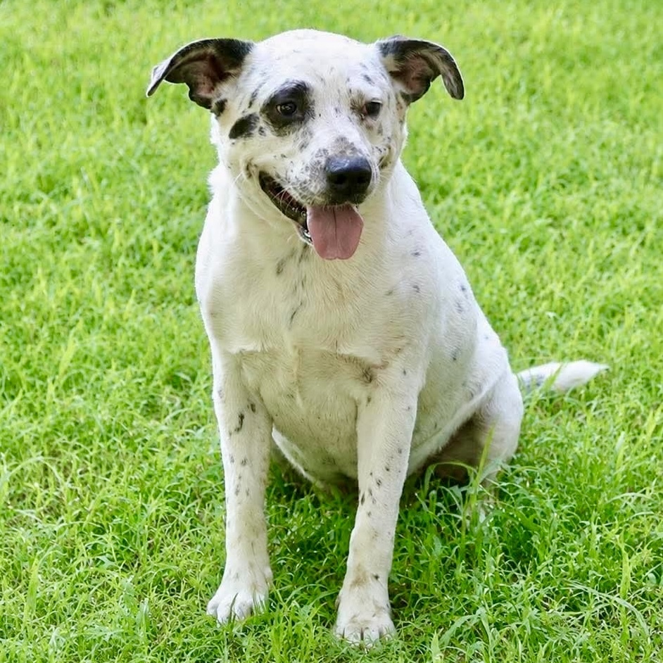 Domino