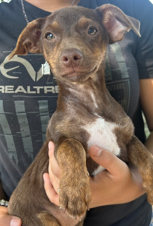Cocoa