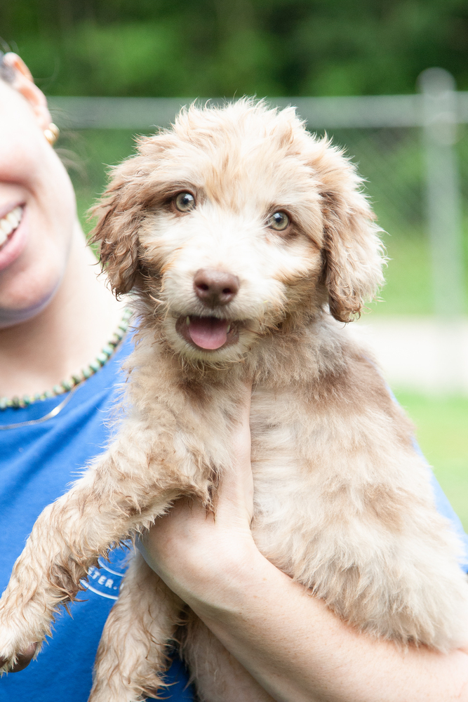 Mocha - Pending Adoption