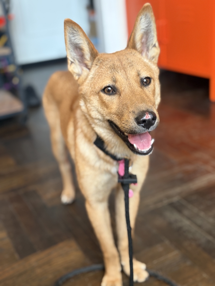 Mia