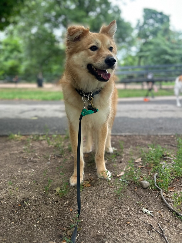 Miso