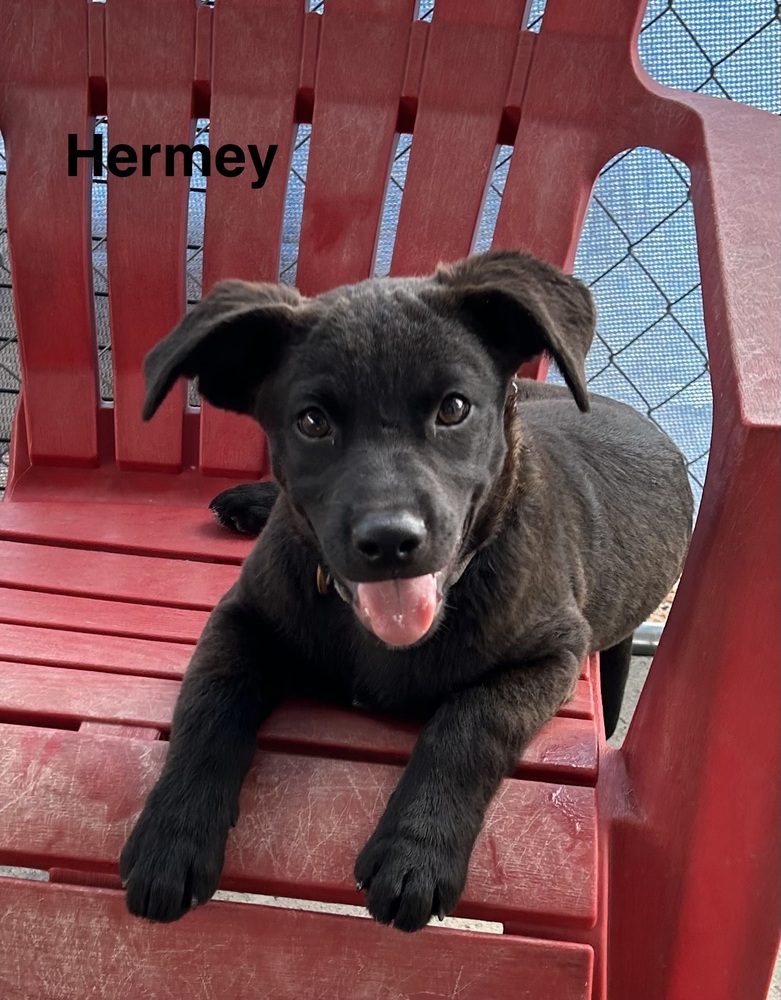 Hermey photo 5