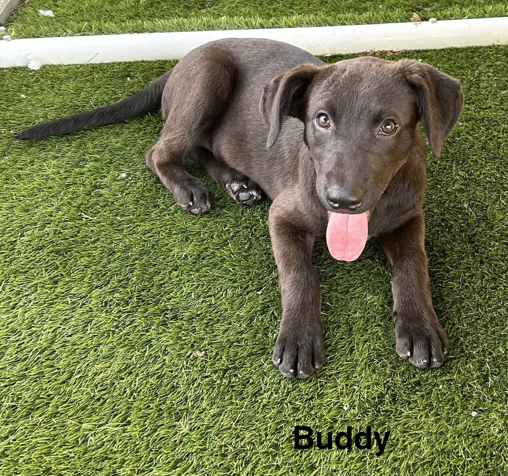 Buddy photo 2