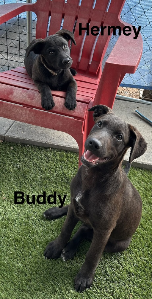 Buddy photo 5