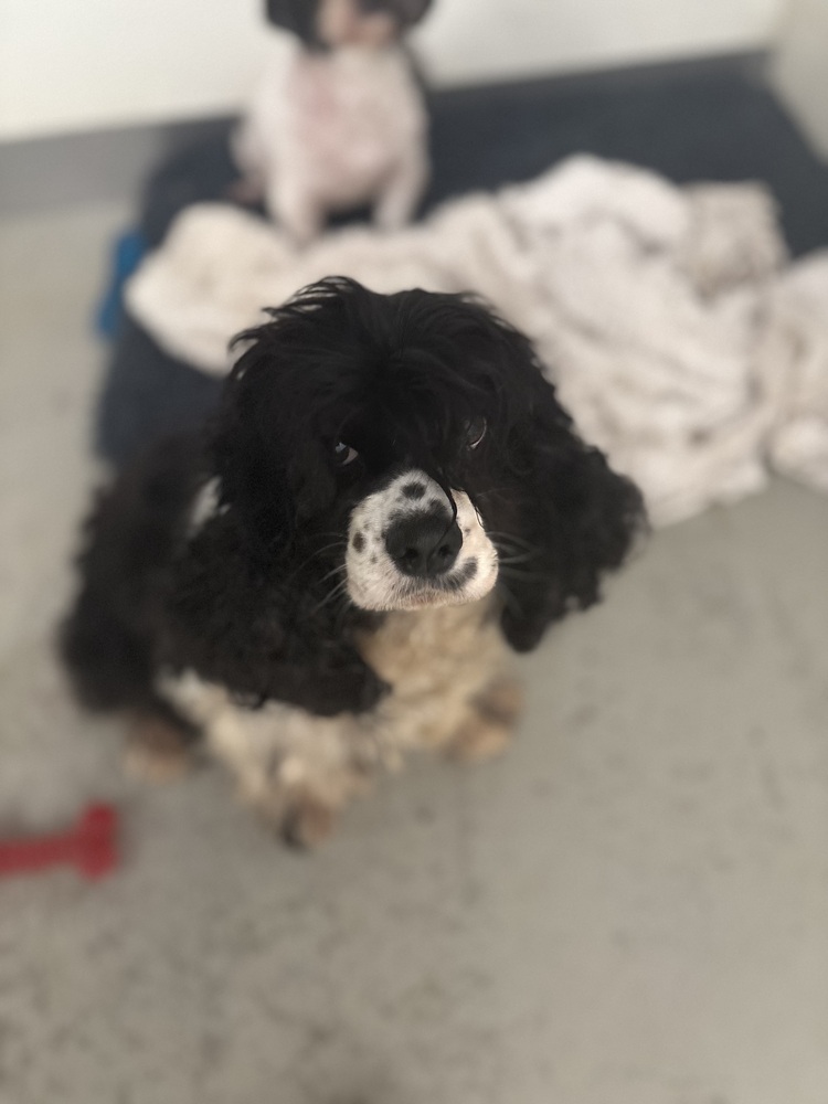Stacey, Cocker Spaniel