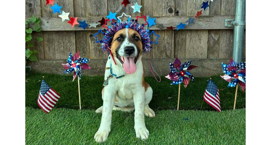 Nevada Pups: Breah