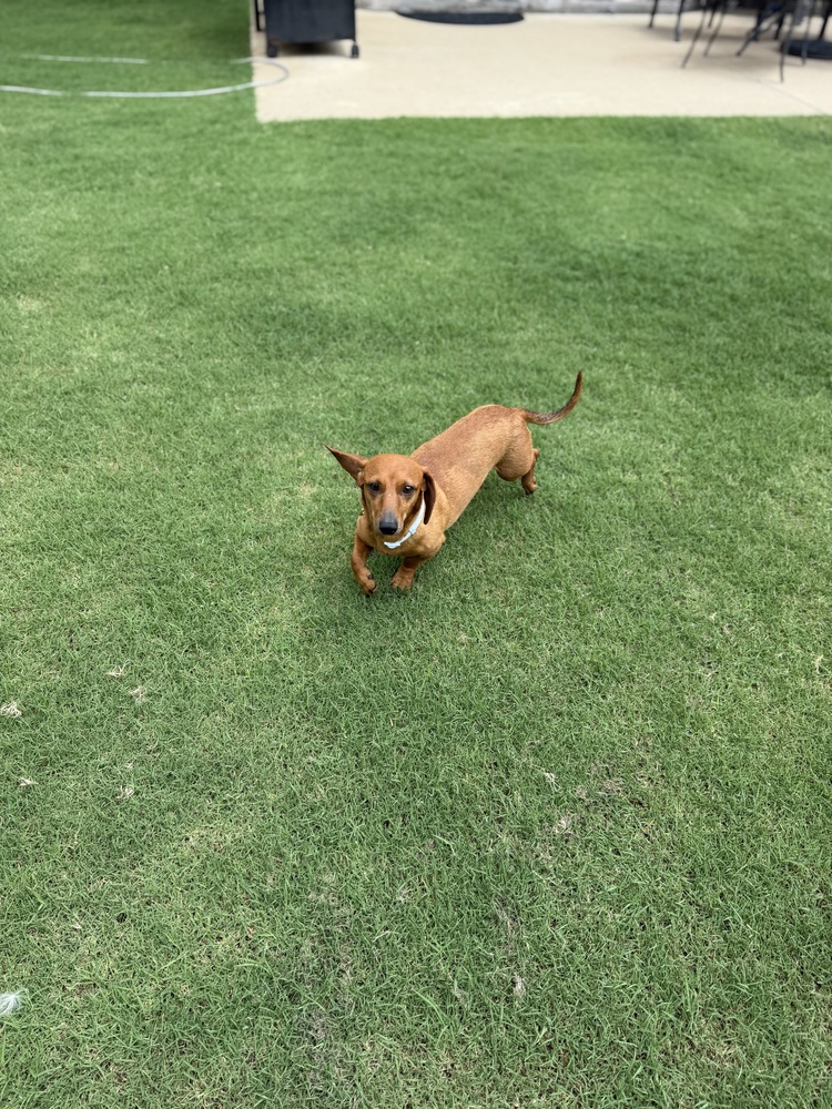 Gunner photo 2