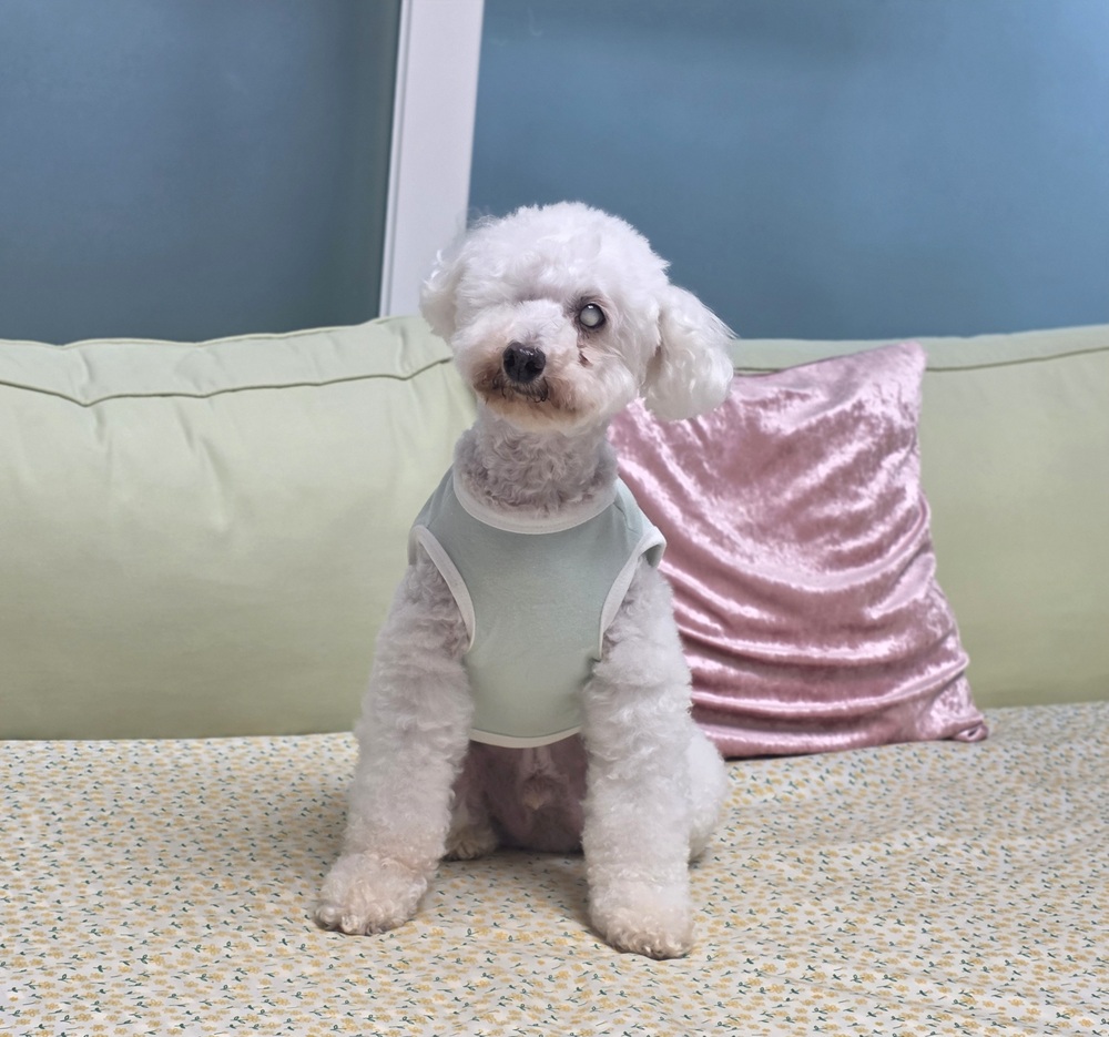 https://s3.us-east-1.amazonaws.com/petstablished-app-beta/uploads/image/image/6038051/KakaoTalk_20260708_044254477_05.jpg