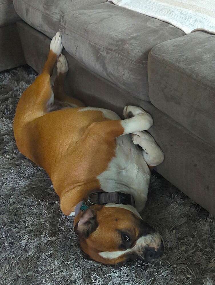 Photo of Zoey XII, adoptable senior Boxer in Austin, Texas