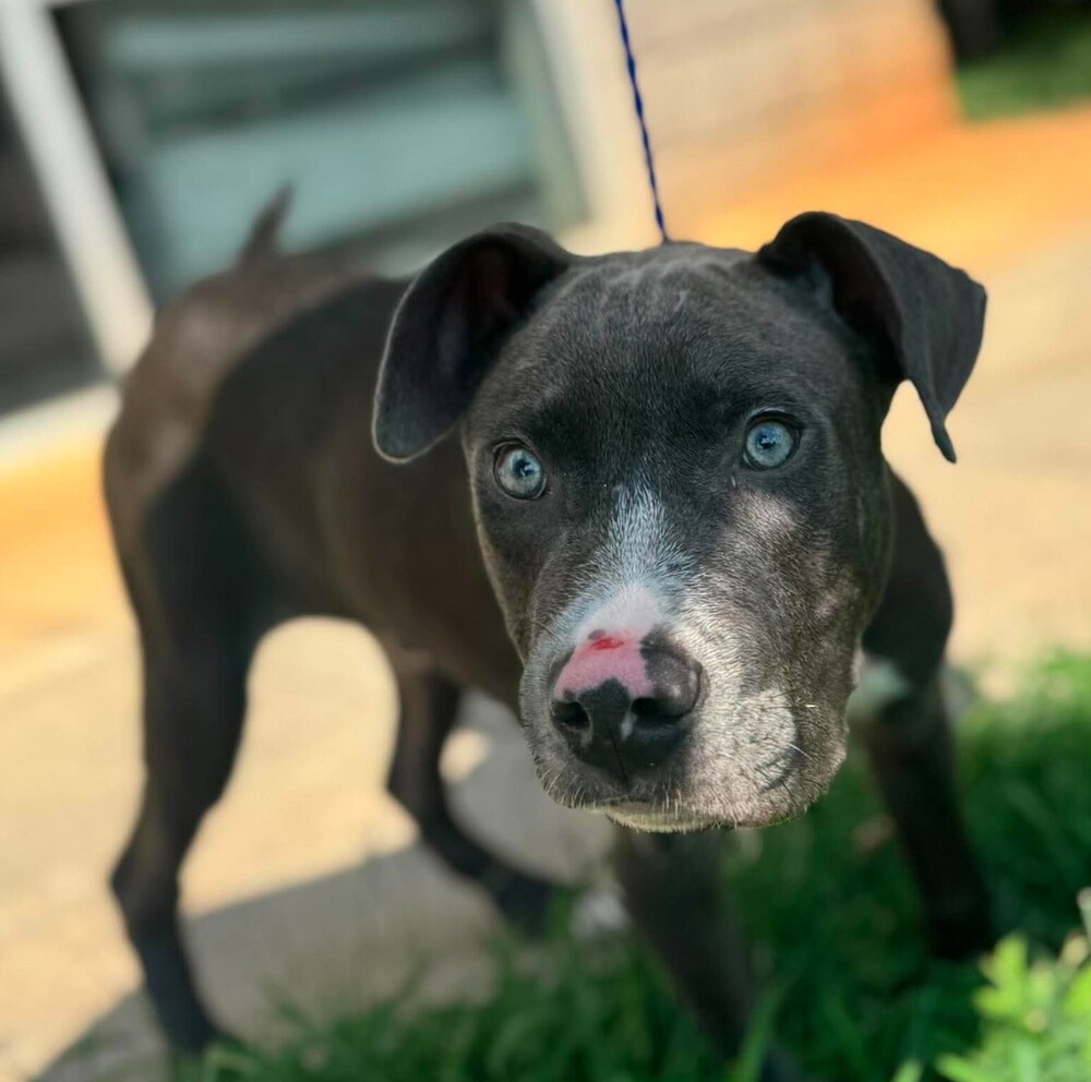 Chapo (p), Mixed Breed