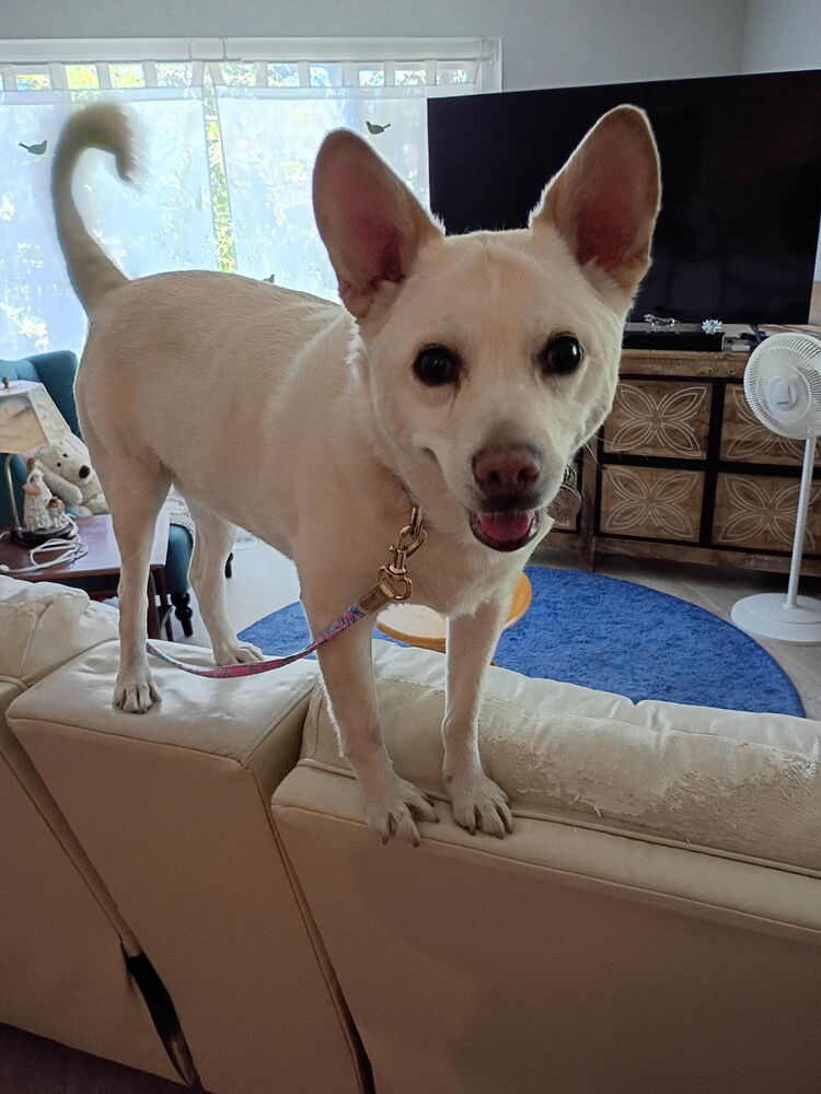 Photo of Ooyoo, adoptable senior Canaan Dog in Dana Point, California