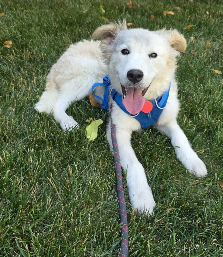 Photo of Patriot, adoptable Collie in Brooklyn, New York