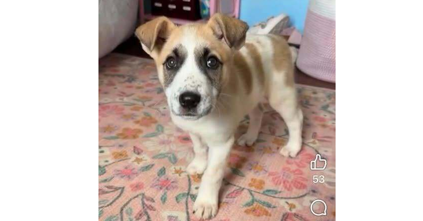 Nevada Pups: Taco