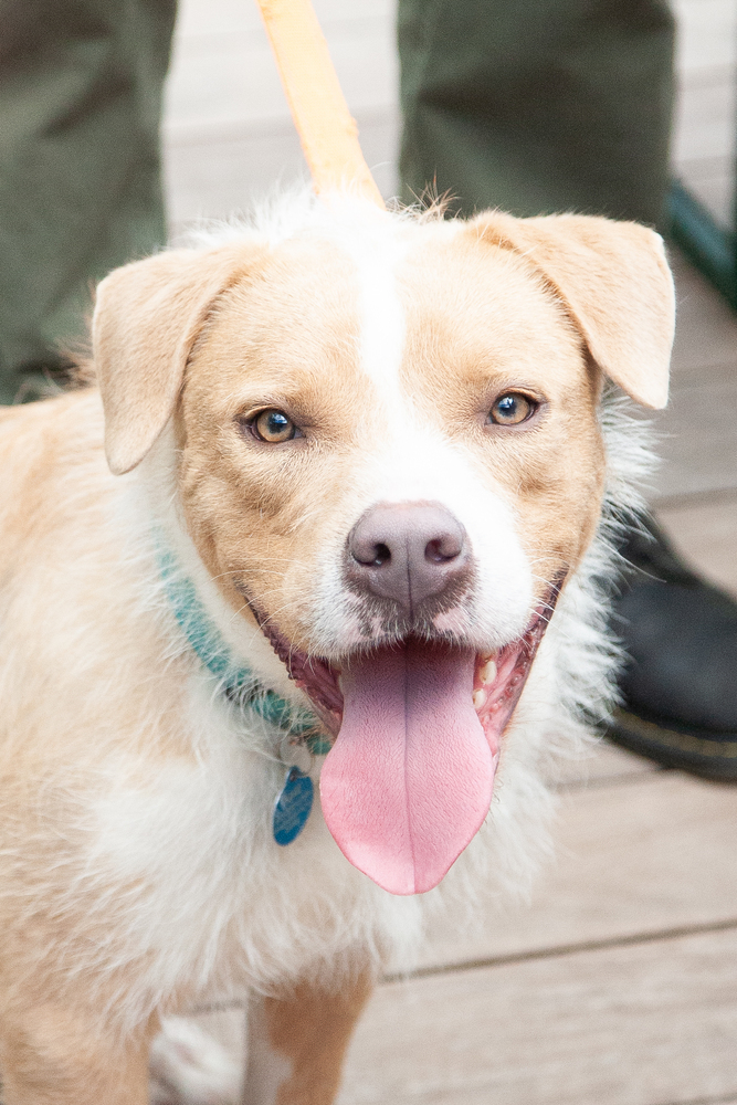 Porkchop (Scruffy Pittie!)