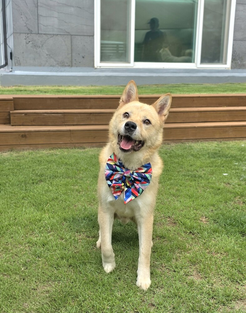 https://s3.us-east-1.amazonaws.com/petstablished-app-beta/uploads/image/image/6048487/KakaoTalk_20260712_233034279_11.jpg