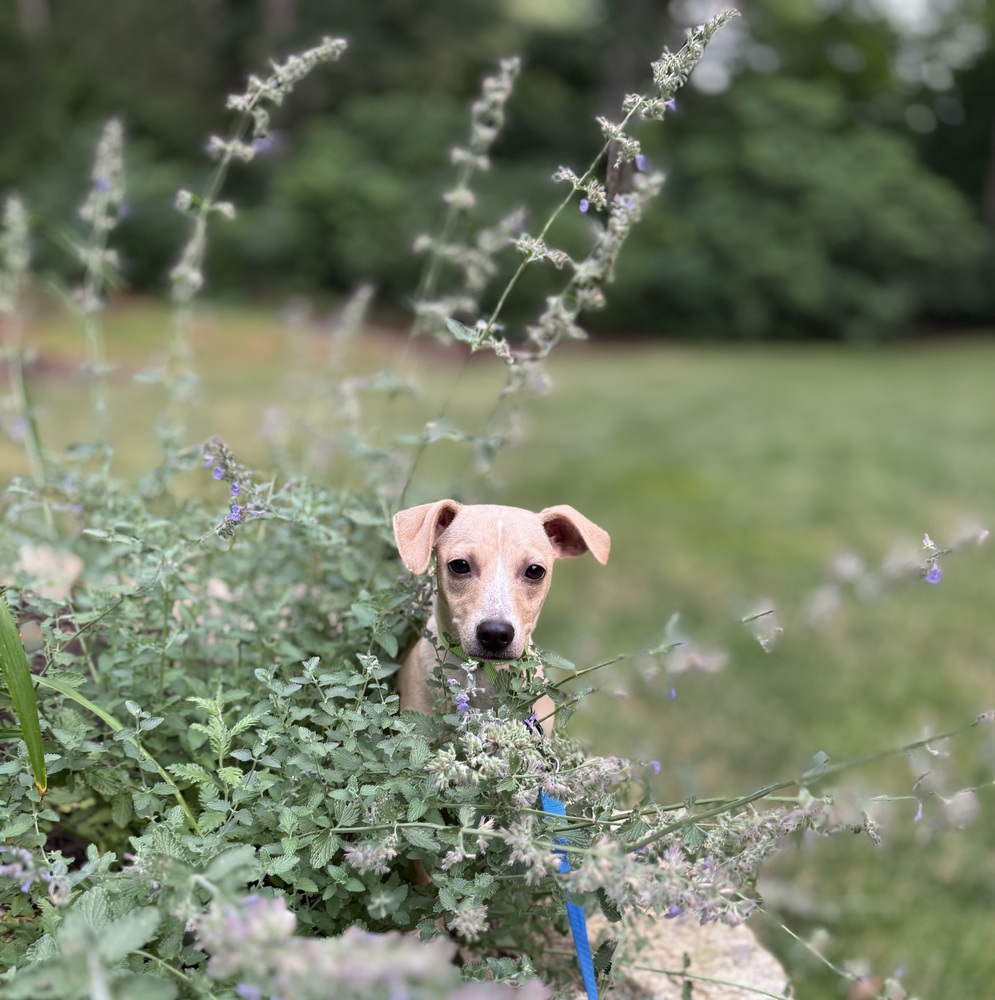 Photo of Pistachio, adoptable Chihuahua in Oak Bluffs, Massachusetts