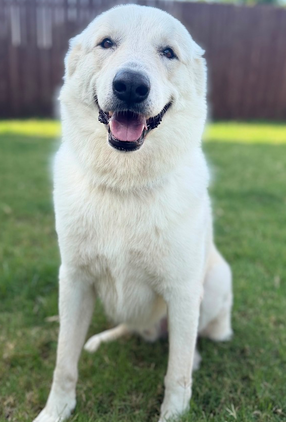 Luka