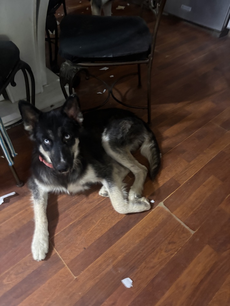 Photo of Jewel, adoptable Husky in Dana Point, California