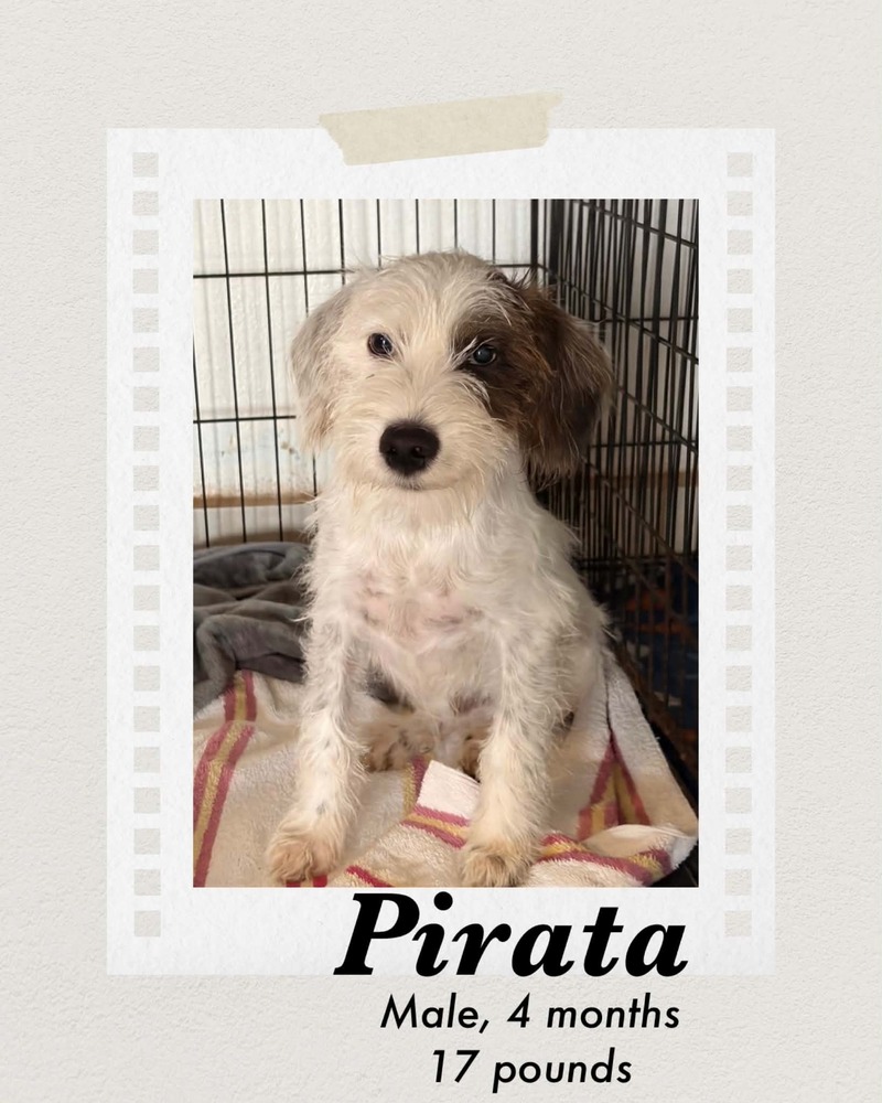 Photo of Pirata