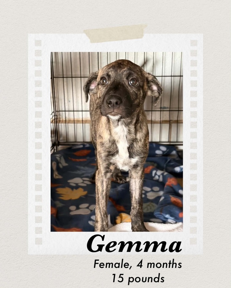 Photo of Gemma