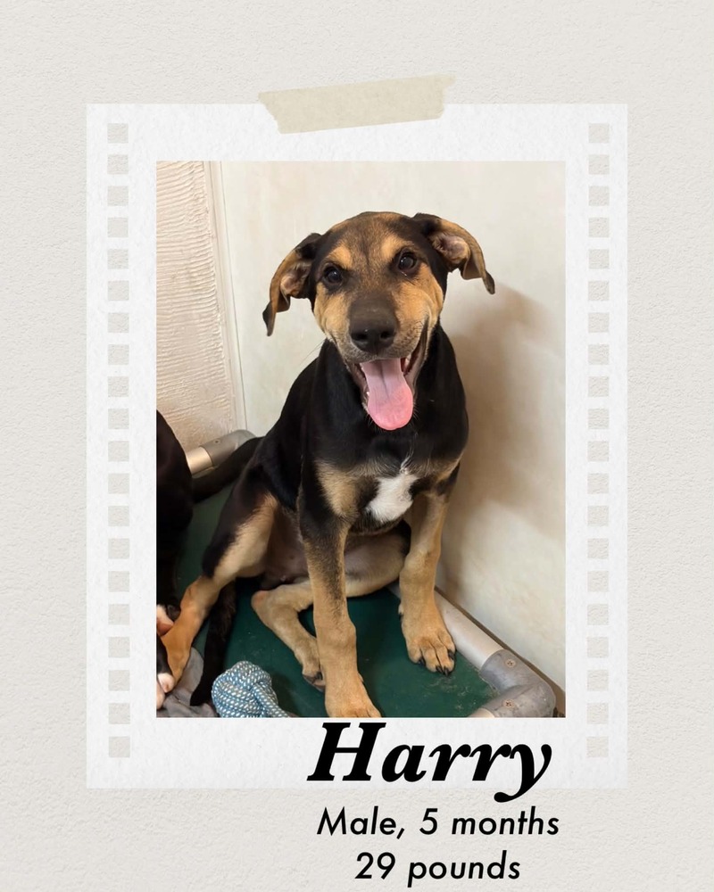 Photo of Harry
