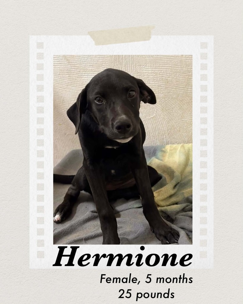 Photo of Hermione