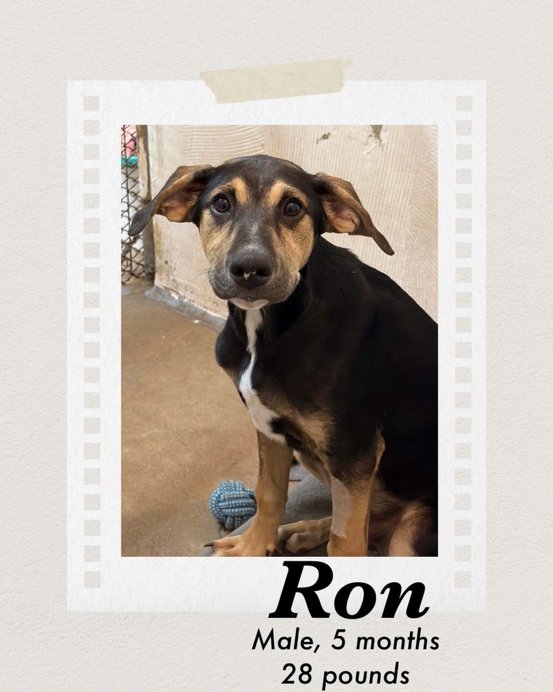 Photo of Ron