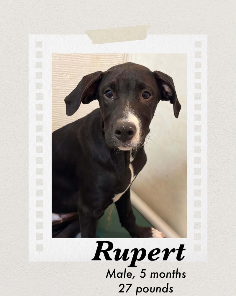 Photo of Rupert