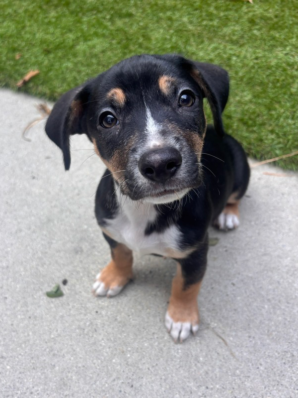 Scout