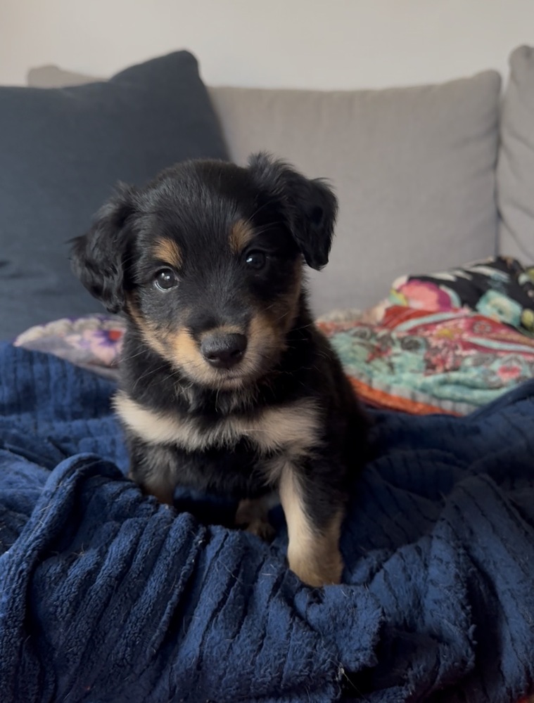 Kenai
