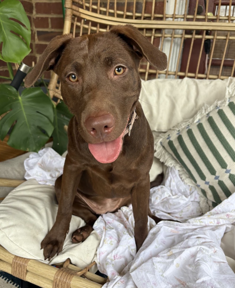 Cocoa Puff