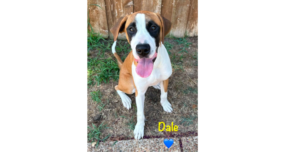 Boxer Brothers: Dale