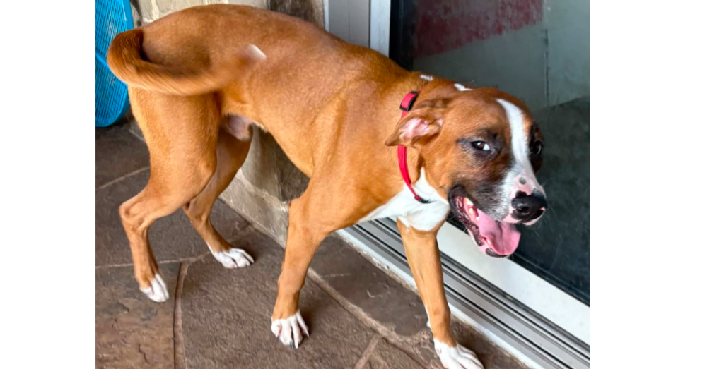 Boxer Brothers: Cesar