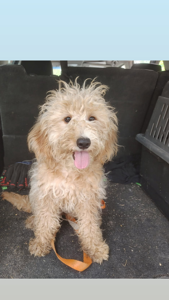Marigold, Goldendoodle