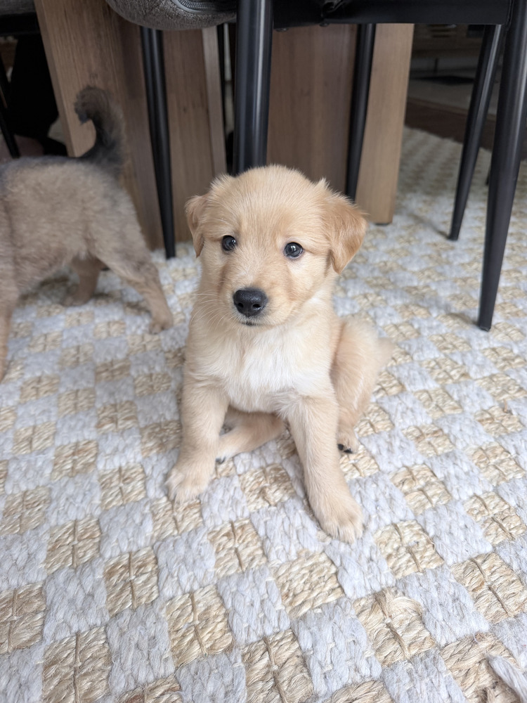 Koda