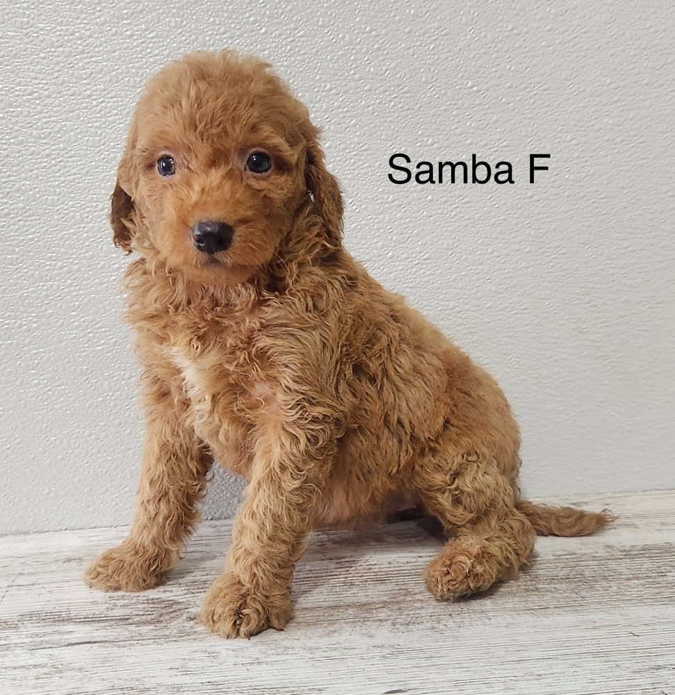 Samba, Goldendoodle/Poodle (Miniature)