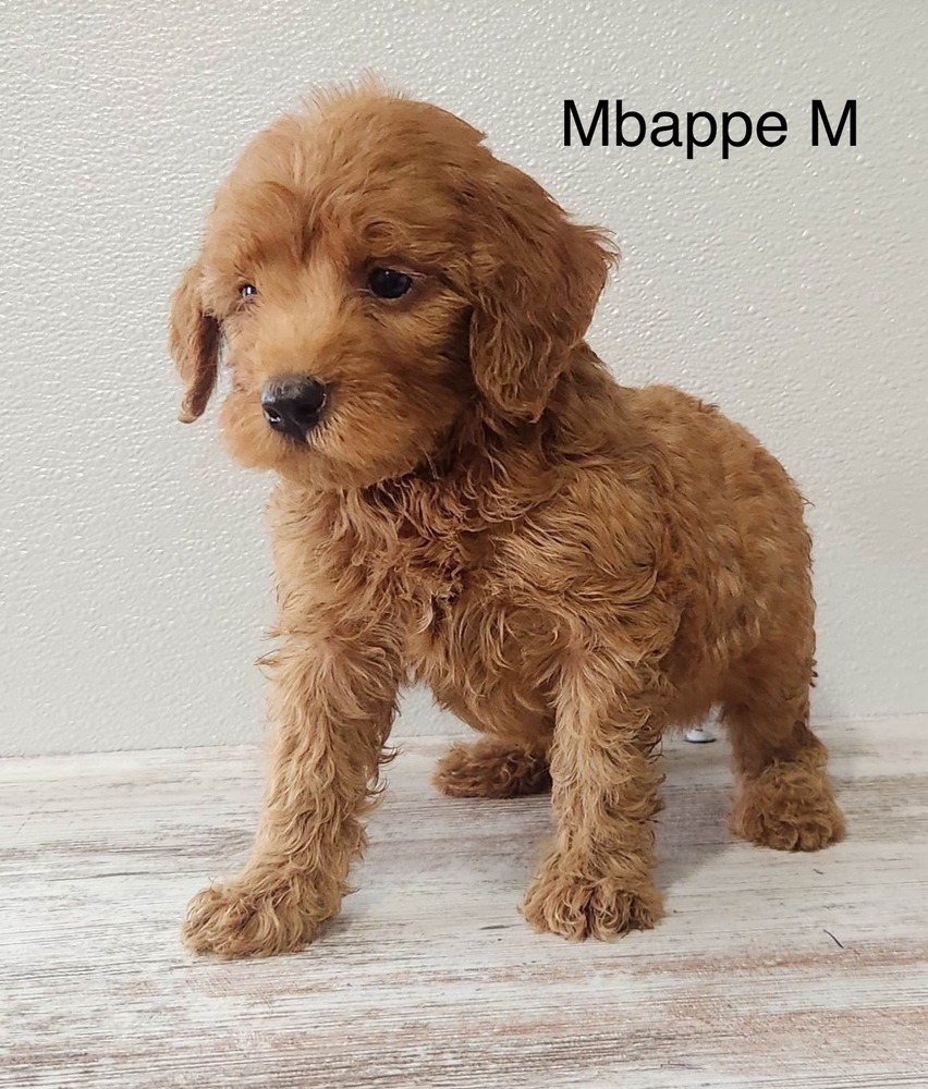 Mbappe, Goldendoodle/Poodle (Miniature)